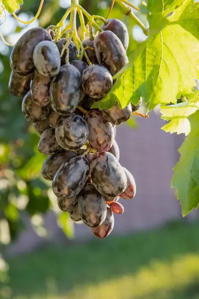 stock image Fresh dark blue grapes on the vine  close-up of a grape cluster against green leaves background