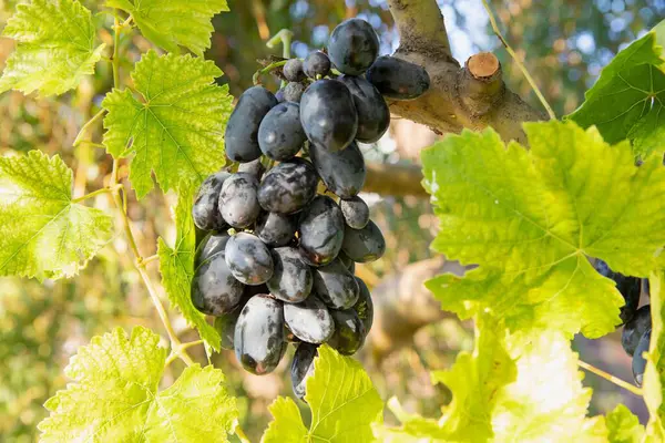 stock image Fresh dark blue grapes on the vine  close-up of a grape cluster against green leaves background