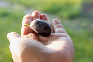 En İyi Şarap Çeşitliliğinden Büyük Üzümler Elle Tutma