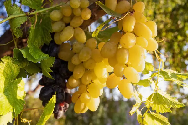 stock image Juicy Grape Bunches Among Green Leaves, Abundant Harvest