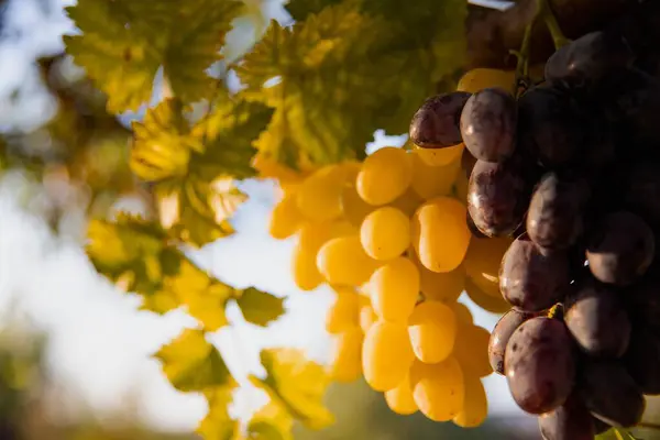 stock image Juicy Grape Bunches Among Green Leaves, Abundant Harvest