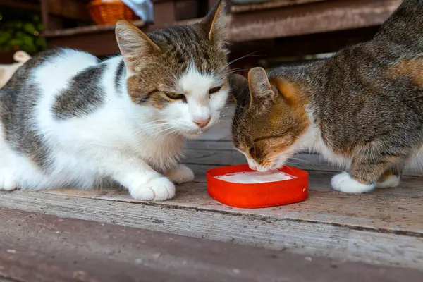 stock image Adult cats drinking milk from a red bowl on a wooden floor. Caring for pets and stray animals.