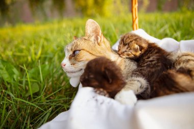 Yeşil çimenlikteki kedilerle örülmüş sepetteki kedi.