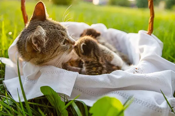 Stock image Cat in a Woven Basket with Kittens on a Green Lawn