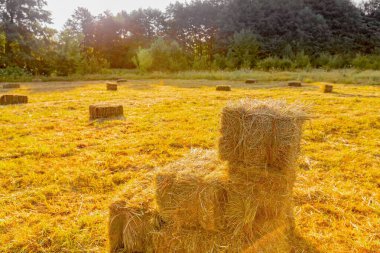 Hay Bales on a Rural Field Bathed in Sunshine - Hay Harvesting and Feed Preparation for Animals clipart