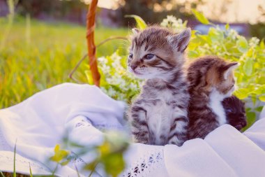 Yeşil çimenlikteki sepetteki küçük kedicikler. Çocuklar için sevgi dolu bir hediye ve aile için sevinç