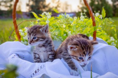 Yeşil çimenlikteki sepetteki küçük kedicikler. Çocuklar için sevgi dolu bir hediye ve aile için sevinç