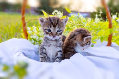 Yeşil çimenlikteki sepetteki küçük kedicikler. Çocuklar için sevgi dolu bir hediye ve aile için sevinç