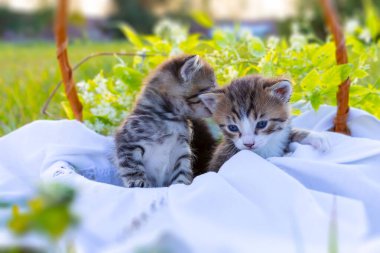 Small kittens in a basket on a green lawn. A loving gift for children and joy for the family clipart