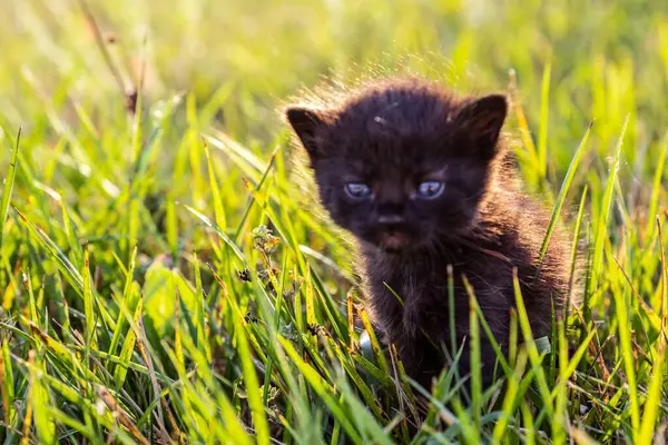 stock image Small Kitten Backlit on Green Lawn