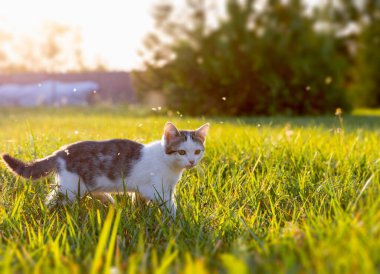 Sunset 'te Yeşil Çimlerde Yürüyen Ev Kedisi