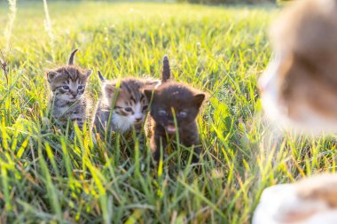 Küçük Kedi Portakal Topu ve Anne Kedi Silueti ile Gün Işığında Yeşil Çimlerde Oynayan, Çocuklara Neşe Getiren