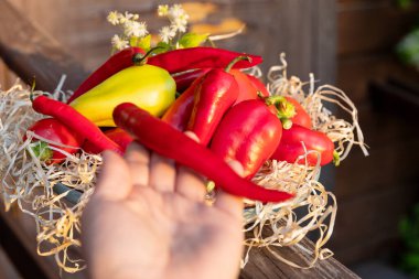 İştah açıcı kırmızı biberler bir tabağa yerleştirildi Akşam güneşinde yeşil çimlerde yatarak, Kırsal bir alanda hasat yaparak