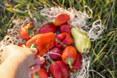 İştah açıcı kırmızı biberler bir tabağa yerleştirildi Akşam güneşinde yeşil çimlerde yatarak, Kırsal bir alanda hasat yaparak