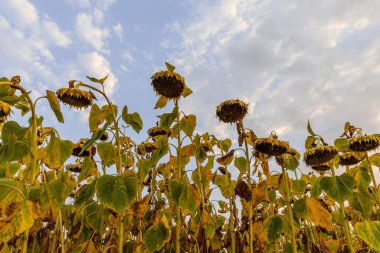 Kırsal Arazide Sonbahar Ayçiçeğinin Kapanışı, Hasat İçin Hazırlık