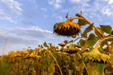 Kırsal Arazide Sonbahar Ayçiçeğinin Kapanışı, Hasat İçin Hazırlık