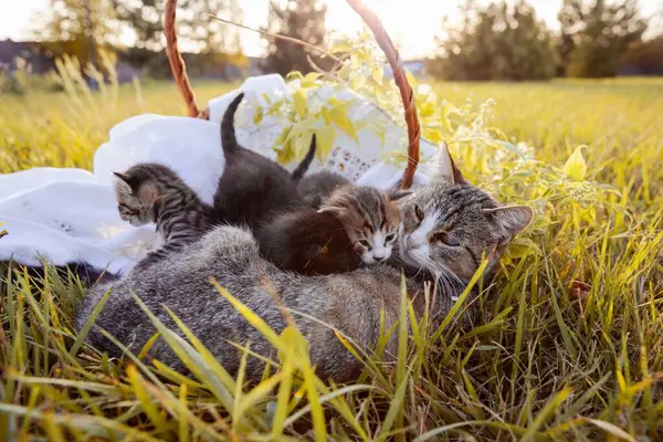 Stock image Little Kittens Playing with Their Mother on a Green Lawn Under Sunlight. Maternal Love and Affection for Animals