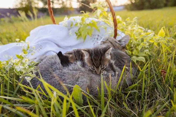 stock image Little Kittens Playing with Their Mother on a Green Lawn Under Sunlight. Maternal Love and Affection for Animals