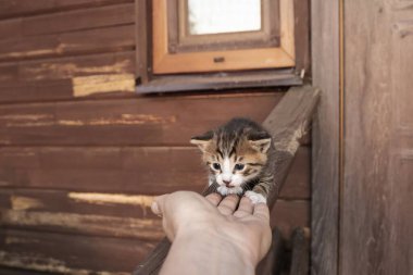 Verandadaki tahta kirişte sürünen küçük kedi yavrusu, Hayvanlara Yardım Eden İnsan Eli 'ne uzanır.