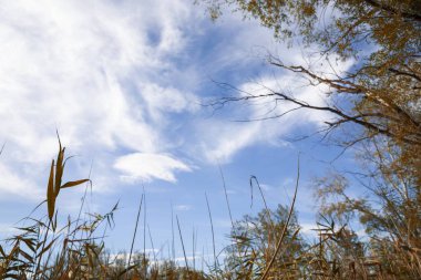 Ağaçların Arkaplanına Karşı Bulutlu Mavi Gökyüzü, Sonbahar Manzarası