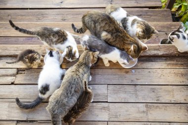 Kuru Yemek Yiyen Kediler Evsiz Hayvanlara Bakan Ahşap bir zemine döküldü