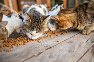 Cats Eating Dry Food Spilled on a Wooden Floor  Caring for Homeless Animals clipart