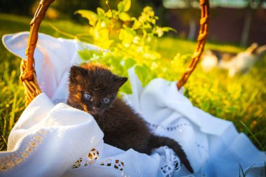 Yeşil çimenlikte oynayan kedi yavrusu, açık havada yaz gününün tadını çıkarıyor.