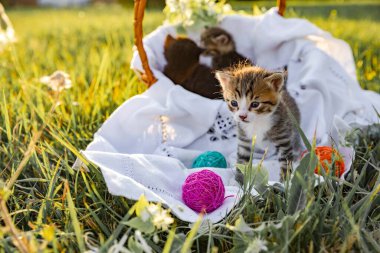 Yeşil çimenlikte oynayan üç küçük kedi yavrusu, hayvanlara olan sevgilerini ifade ediyorlar.