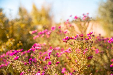 Kelebek, parlak mor çiçeklerin üzerinde, güneşli altın bir bokeh arka planda.