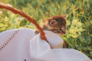 Bir kedi yavrusu yeşil çimlerde bir sepetin içine tırmanmaya çalışıyor, hayvanları seviyor..