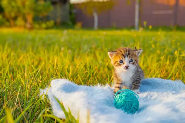 Çizgili Kedi Bahçede Oynuyor, Hayvanlara Sevgi ve Bakım