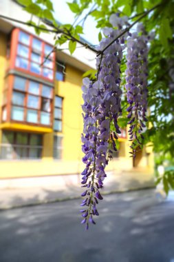 Etrafı yeşilliklerle çevrili