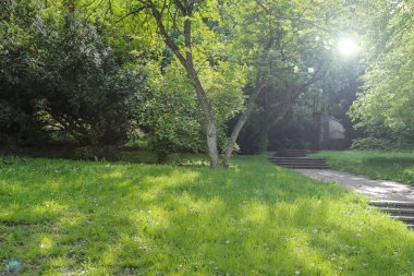 Ağaç Gövdesi, Doğa Gevşemesi ve Çevre Sevgisi ile Bir Park Alanında Yeşil Çim