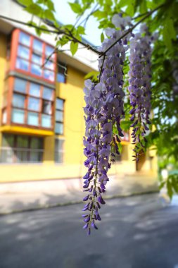 Close-Up View of Wisteria Flowers (Fabaceae) with Sunlit Green Foliage Against a House, Perfect for Home Decoration or Wallpaper clipart