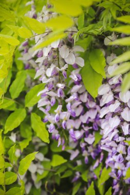 Wisteria Çiçeklerinin (Fabaceae) Güneş Işığı Altında Yeşil Yapraklar Bir Ev Karşısında, Ev Dekorasyonu veya Duvar Kağıdı İçin Mükemmel