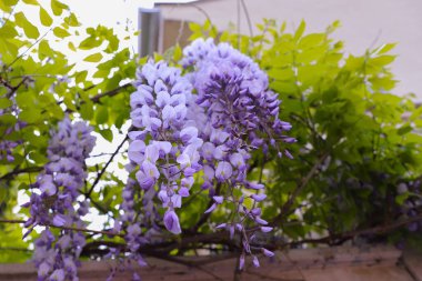 Wisteria Çiçeklerinin (Fabaceae) Güneş Işığı Altında Yeşil Yapraklar Bir Ev Karşısında, Ev Dekorasyonu veya Duvar Kağıdı İçin Mükemmel
