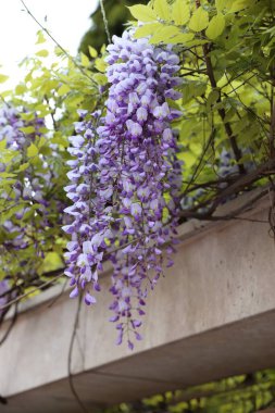 Wisteria Çiçeklerinin (Fabaceae) Güneş Işığı Altında Yeşil Yapraklar Bir Ev Karşısında, Ev Dekorasyonu veya Duvar Kağıdı İçin Mükemmel