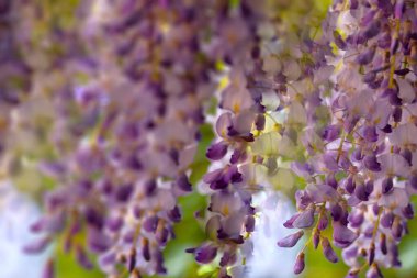 Close-Up View of Wisteria Flowers (Fabaceae) with Sunlit Green Foliage Against a House, Perfect for Home Decoration or Wallpaper clipart