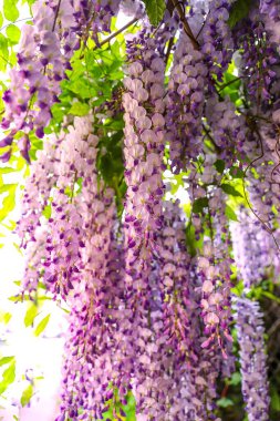 Wisteria Çiçeklerinin (Fabaceae) Güneş Işığı Altında Yeşil Yapraklar Bir Ev Karşısında, Ev Dekorasyonu veya Duvar Kağıdı İçin Mükemmel