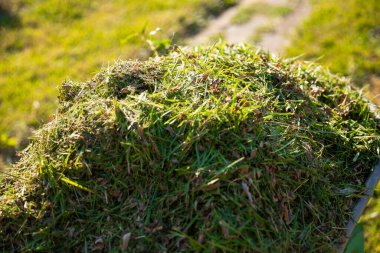 El arabası Taze kesilmiş çimlerle dolu Bahçede