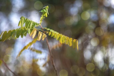 Golden Autumn Leaves on Branch with Forest Background  Stunning Fall Landscape and Design Elements