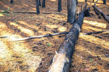 Yangından Sonra Ormanda Yanan Ağaçlar - Yangından Sonra Yanan Sandıkla Yanan Arazi