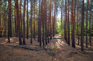Yangından Sonra Ormanda Yanan Ağaçlar - Yangından Sonra Yanan Sandıkla Yanan Arazi