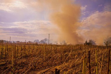 Destructive steppe fire caused by a discarded cigarette butt in summer or autumn. The road is visible in the foreground, with smoke rising from the roadside clipart