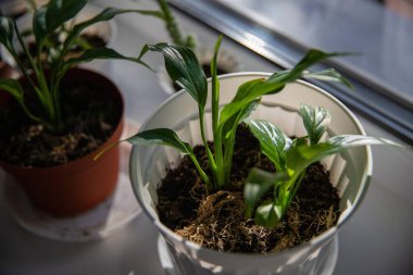 Ukrayna 'nın Ukrayna bayrağına karşı yeşil bitkiler, zaferi, refahı ve yeni yaşamı, büyüyen ve satan çiçekleri sembolize ediyor