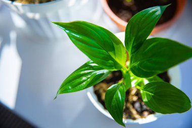 Genç bitkiler beyaz pencere eşiğinde saksıda