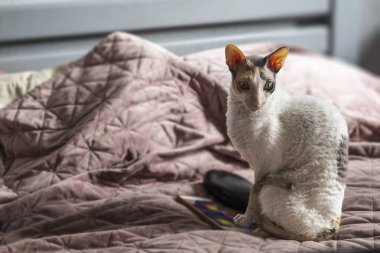 Cornish Rex kedisi sıcak bir ev ortamında gün ışığında bir yatakta oturuyor.