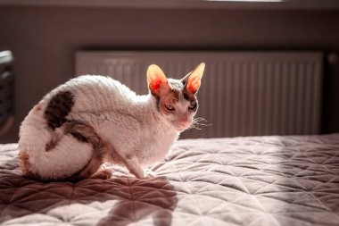 Cornish Rex cat sitting on a bed in the sunlight in a cozy home environment clipart