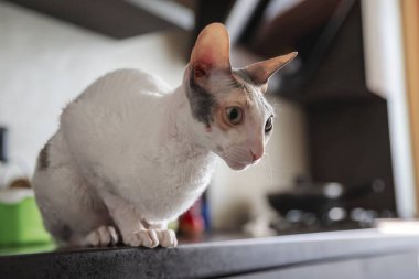 Cornish Rex kedisi rahat bir ev ortamında mutfak tezgahında oturuyor, perdelerden güneş ışığı geçiyor.