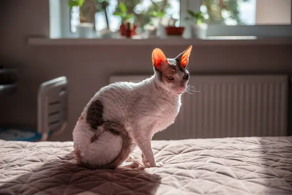 Cornish Rex kedisi sıcak bir ev ortamında gün ışığında bir yatakta oturuyor.